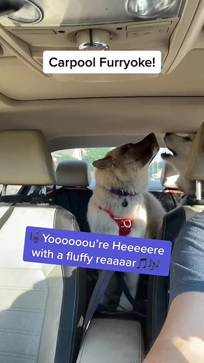 1.4K views · 105 reactions | Carpool Furryoke! #funny #carpoolkaraoke #fluff~ #comedy #aww #adorable #Carpoolfurryoke #howling #cute #lol #humor #singinghuskies #Brigidthehusky #Sherlockthehusky | Sherlock and Brigid Husky | Facebook