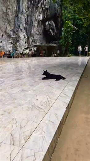 Animals in Thailand.