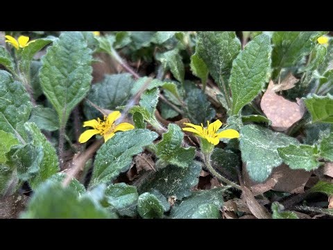 Spring Ephemerals at the W. Gordon Belser Arboretum | Making It Grow