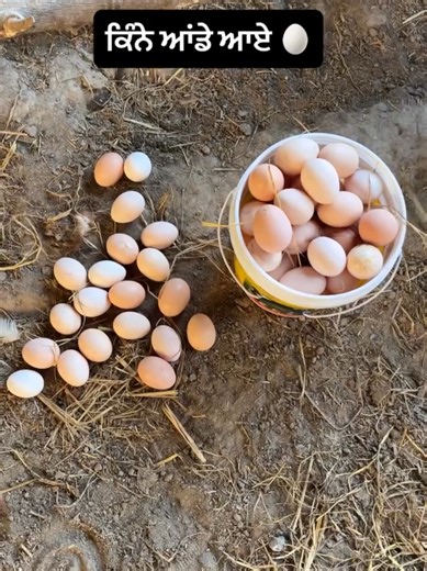 Life on a Hen Farm: Raising Happy Hens for Fresh Eggs