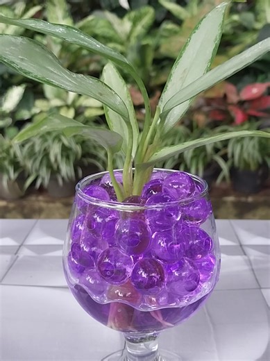 Stunning Hydrogel Display #hydrogel #decorativeplants
