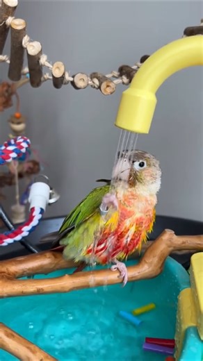 🦜💦 Cute Parrot Bathing 🦜🚿 #birds #shorts #parrot #viral #funny #trending #ytshorts #cute