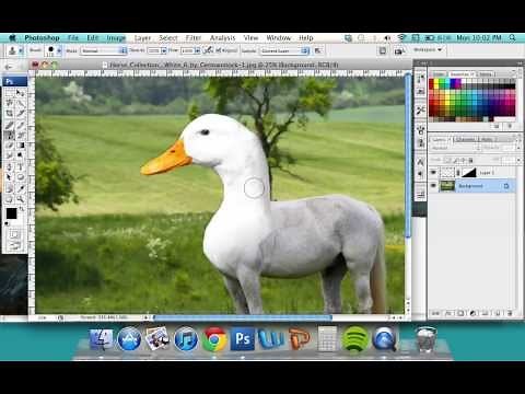 Merging Two Animals in Photoshop