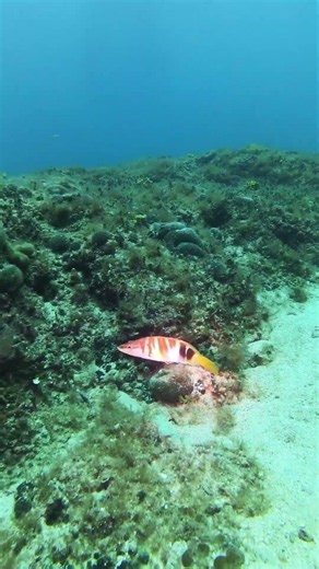 Beautiful Painted Comber Up Close! Serranus scriba in Adriatic | Diving Girandella