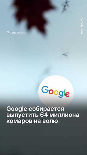 Google собирается выпустить 64 миллиона комаров в Калифорнии и Флориде. Звучит как начало фильма-катастрофы, но на самом деле цель прямо противоположная. Компания подала заявку на выпуск самцов комаров, заражённых бактерией