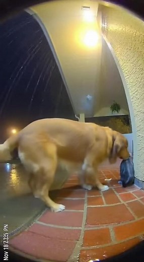 🐶🌧️ Dog Helps Soaked Cat During Heavy Rain — Caught on Doorbell Camera! Heavy rain started pouring… the cat sat on the corner of the porch meowing… until the dog rushed out, nudged the cat to the dry spot under the roof, and sat beside it protectively ❤️🐶🐱 Pure loyalty captured on camera. #HeroDog #DogAndCat #DoorbellCamera #WholesomePets #RainyDay #DoorbellArchives | Doorbell Archives