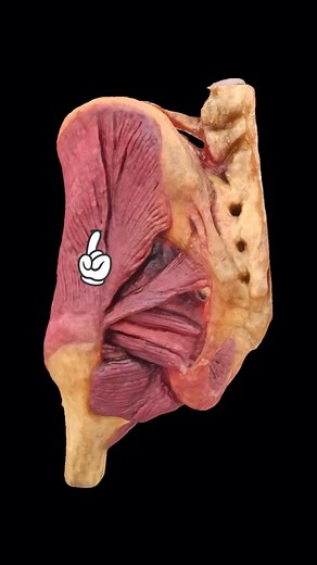 Bradley Blair Osteopath on Instagram: "Gluteus medius is a large fan-shaped muscle located in the posterior hip, extending from the ilium to the proximal femur. Together with the gluteus maximus, gluteus minimus and tensor fasciae latae muscles, it belongs to the muscles of the gluteal region. The gluteus medius muscle arises with a broad insertion from the gluteal surface of ilium. The area of attachment is large and it spans between the anterior and posterior gluteal lines. The muscle belly ta