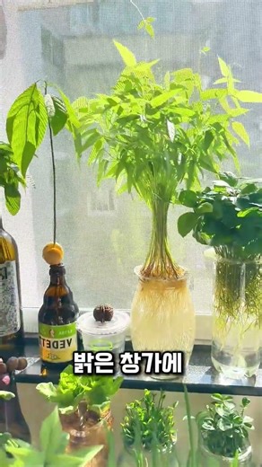 Hydroponic Gardening Tips