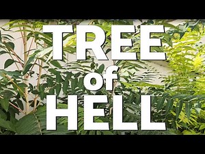 How to Kill Tree of Heaven For Good (The Eco-Friendly Way!)