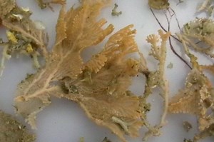 Bryozoans and ocean acidification