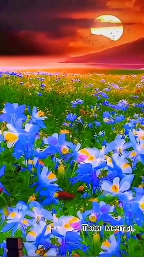 Exploring Stunning Vibrant Flower Fields