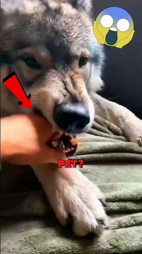 Ever Consider Keeping A Wolf As A Pet!?🐺 😱