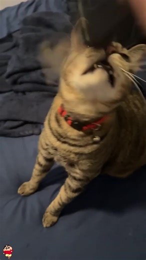Hilarious Cat Moments with Fake Knife Prank