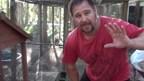 Coturnix quail pen refurb add grass & release chicks from brooder