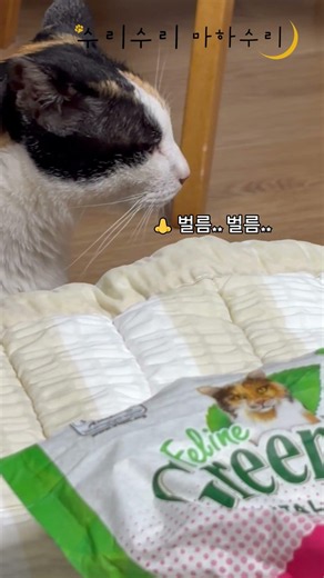수리수리 마하수리 | 양치는 싫고, 간식은 먹고 싶고😹