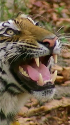 Tiger Cub Makes Her First Kill #tiger #predator #wildlife