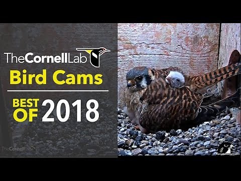 Bird Cams Highlights: Best Of 2018