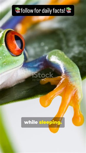 Five Fantastic Facts on Instagram: "Colour changing skin? Imagine!🎨 The red-eyed tree frog changes color from green to brown while sleeping. The ocean sunfish can lay flat on its side to warm up in the Sun. The shoebill stork stays completely still for hours while hunting. The mantis shrimp can move each eye independently. The star-nosed mole’s nose has over 25,000 sensory receptors.#FiveFantasticFacts #facts #dailyfacts #factoftheday #factsyoudidntknow #didyouknow #funfacts #learnsomethingnew 
