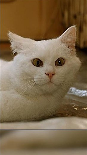 "GIVE ME THE CASH" #comedy #cash #movie #fifthelement #brucewillis #action