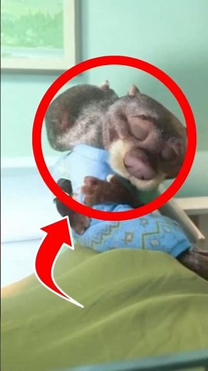 What happened to this otter couple? #zootopia #disney