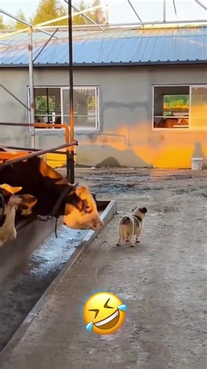 Talking Animals: Hilarious Animal Voiceover Clips