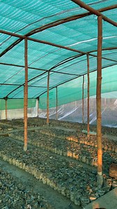 92K views · 2.2K reactions | ISLAM Nursery FARM on Reels | Facebook