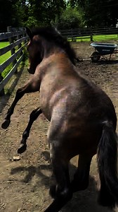 380K views · 12K reactions | Color reveal! It turns out baby Valentino is a Roan like mom! Now 4 and a half months old, he's almost her height. The 2 of them have moved to a bigger paddock which Lindsay was in the process of cleaning when the zoomies struck! *Lola was part of a police seizure last summer and was already bred. Valentino is only one of three ever born here in 48 years! | Little Brook Farm | Facebook