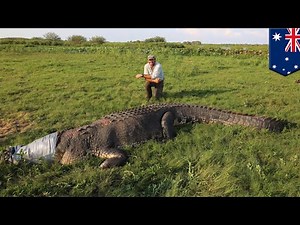 Giant crocodile: Outback Wrangler Matt Smith catches monster croc in Australia - TomoNews