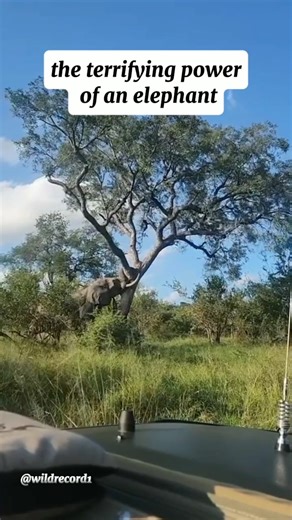the terrifying power of an elephant #short #elephant