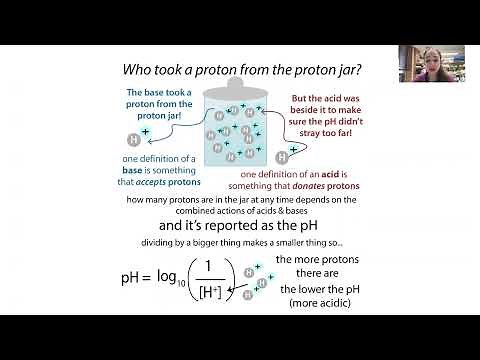 Ion exchange chromatography protein purification and isoelectric point (pI)