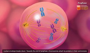 MakeAGif - Create Animated Gifs the Fun and Easy Way