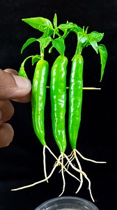 Amazing way to grow chili plant from chilis || Best method for home planting //#highlights | Rana Craft