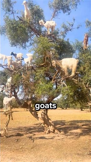 Why Goats Climb Trees