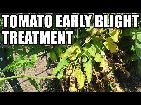 Tomato early blight treatment