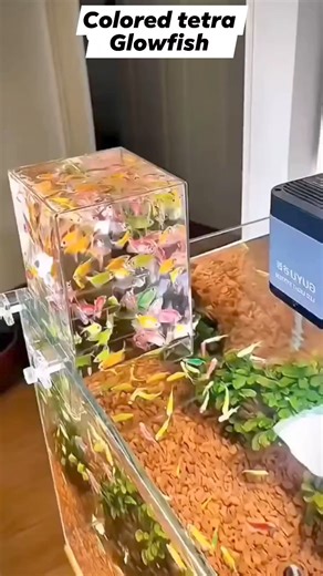 Colored tetra Glowfish #fypシ゚viralシ #viralreels #fbviralreels #videoviralreels #fbvideoviral #fbviral #fbviralvideo #aquariums #aquascaping #aquarium #aquascape #coloredtetra | All about pets