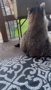 Even though Diddles can get snacks from the fridge himself he likes to dabble in bug hunting. During summertime, all the places we leave long grass are his hunting grounds. Shortly after stepping outside he stopped by his strawberry plant and carefully chose the one he wanted , never a ripe one, then he seasoned it with his cute foot🤣 and was ready for some hunting. His long grass on the fence line is his favourite, I am pretty sure that’s because he can rustle the bugs up then easily find them