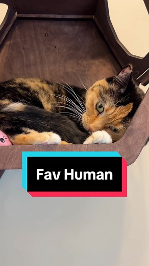 How to Tell If You Are Your Cat's Favorite Human