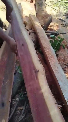 #treeservice #treecutt #treepro #stormdamage | Tree Being Reel