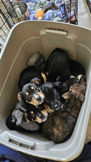 We were left in a bin with our siblings. They call us Bonobo and Armadillo. We’re two months old, unvaccinated, and needed emergency fosters fast. The shelter is no place for tiny puppies still building immunity. @chicagocaninerescue is still in need of fosters. If you are interested in helping please reach out to applications@chicagocaninerescue.org. | 4EverTails