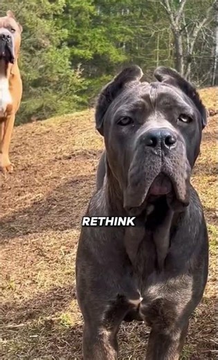 Rottweiler Or Cane Corso
