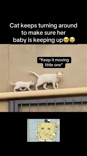 Watchful eye🥹 #fyp #viral #animals #cat#cats #kitten #funny #aww#mom #family #fypシ #shorts #ytshort