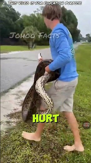 How To CATCH Big Python #nobatidao #world #7x7 #facts