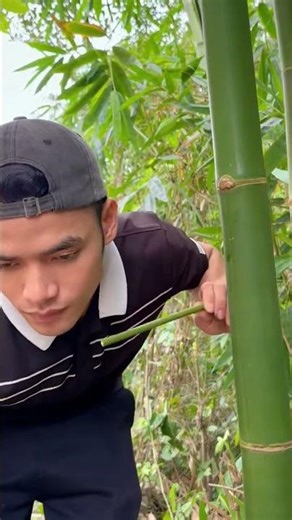 Survival Skills: How to Get Water from a BAMBOO Tree 💧💧#ohd #survival #camping #bushcraft #skills