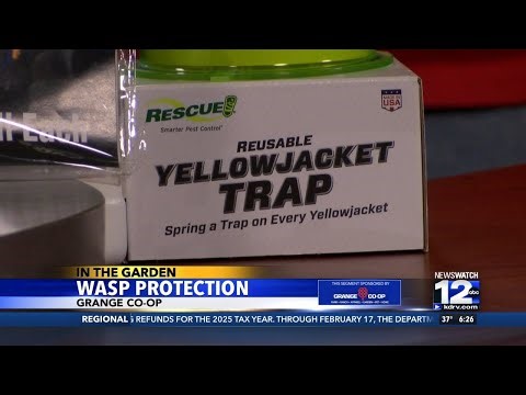 In the Garden: Wasp Protection