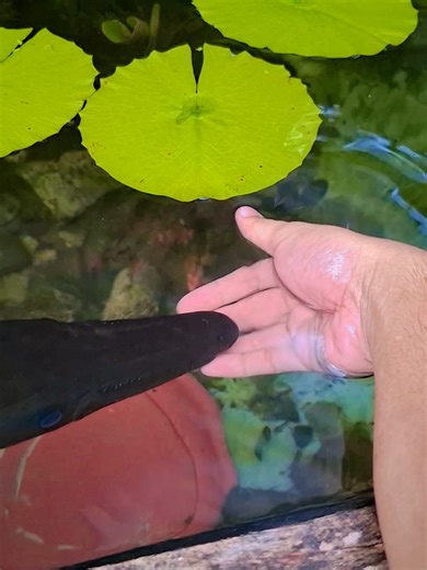 Discover the Alligator Gar: Nature's Monster Fish