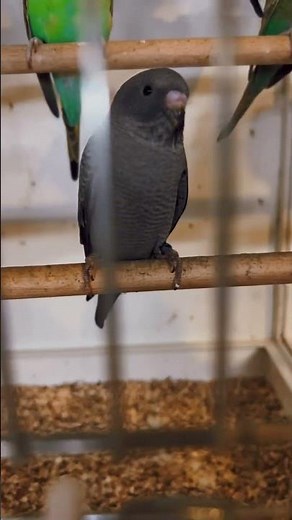 PERRUCHE ONDULÉ NOIR black budgie black parakeet