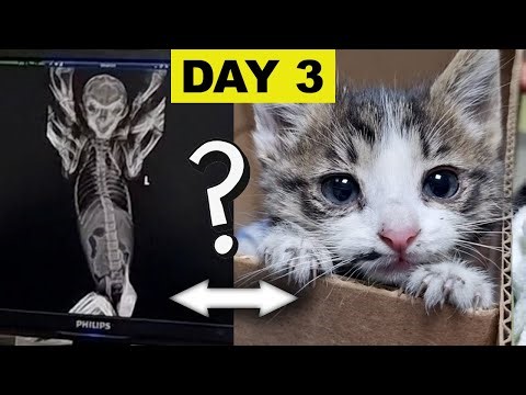 Our Kitten Is An Alien ?? DAY 3