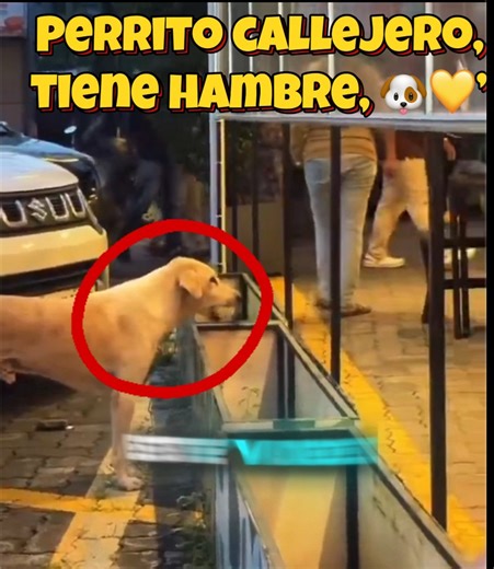 👉 “Cuando solo quiere un poquito 🥺💛” #fypシ #mascotas #animals #perros #cute #fe | Amante Perruno