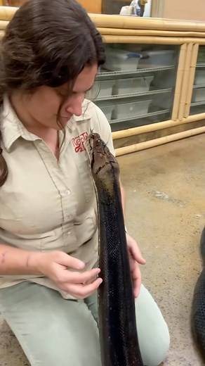 Face-to-face with My Love 🐍 . A rainbow moment you won’t forget lol🌈🌈. Wishing you all a weekend as vibrant as this beautiful girl right here 😍. • • • • #beautiful #bigsnake #bigpython #incredible #beauty #animallovers #animalwildlife #wildlife #rainbow #snake #animalsofinstagram #snakesofinstagram #reptilesoﬁnstagram #instavideo #reelsinstagram #animalreels #instadaily #instacool #reelviral | The Reptile Zoo