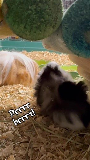 🐹 Baby Boys & Mum - When Is It Time to Separate? 🐹 We often see questions (and confusion) around when male pups need to be removed, so this video is a great real-life example. This little guy is 21 days old today - and yes, he’s already showing interest in mum. It’s also worth noting that mum arrived in our care already pregnant, due to being housed with an adult male and her previous son. This is unfortunately something we see far too often, and it highlights why correct separation timing is 